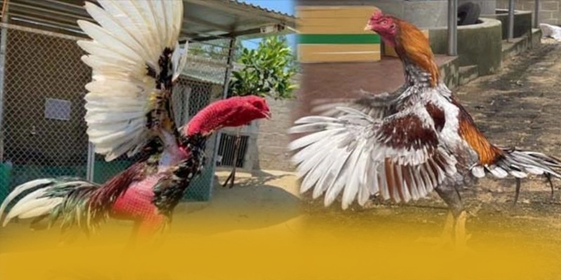 FB88 - Đánh giá tổng thể một cách chi tiết.