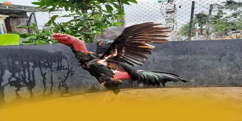 Điểm khác biệt của BET88 trên thị trường